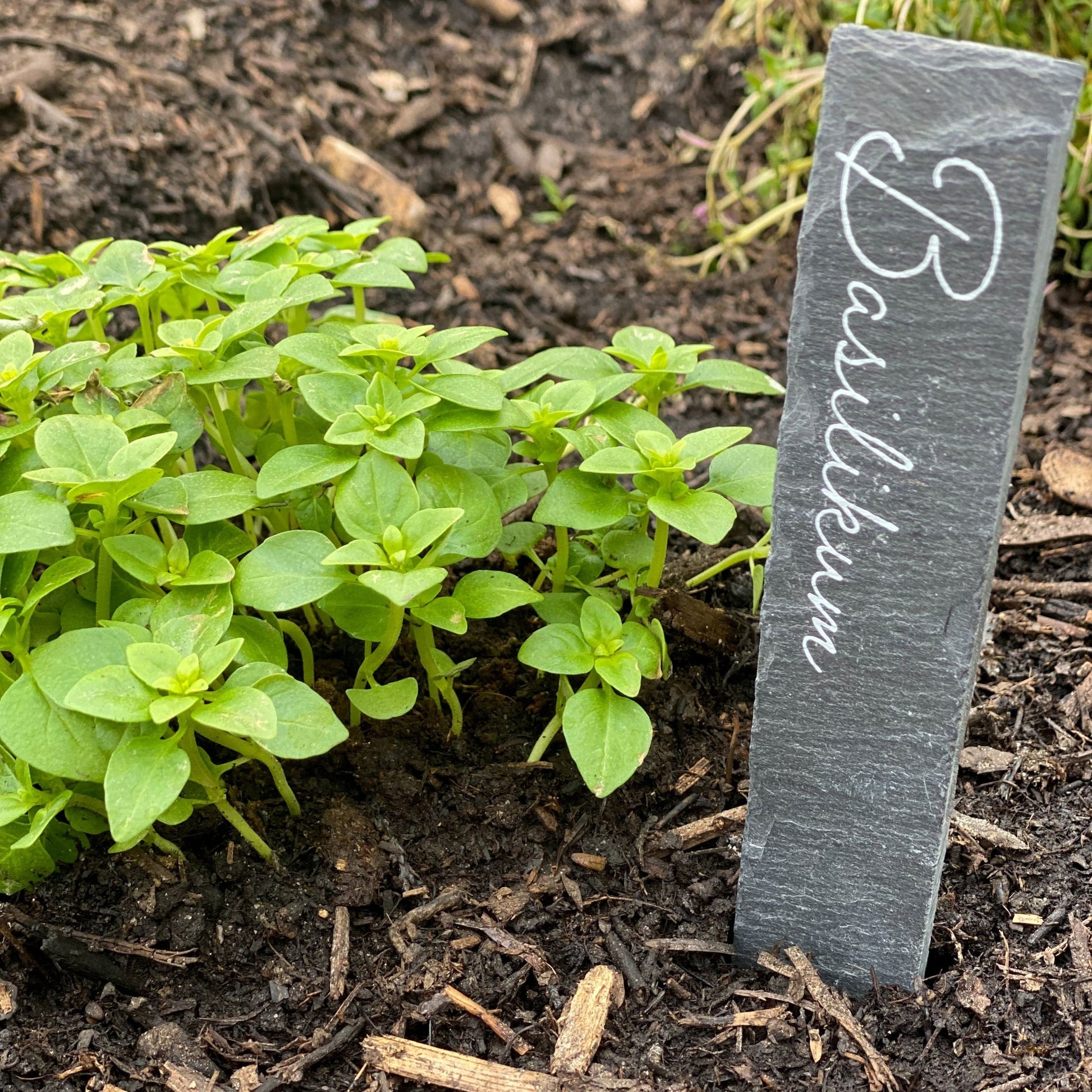 krydderiskilte lavet ud af naturskifer. Rosmarin og Basilikum. Planteskilte bestem sel hvilke plantenavne der skal stå.  Rediger alternativ tekst